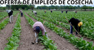 SE NECESITA 156 COSECHADORES / BUEN SUELDO