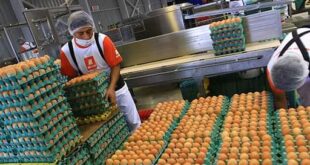 CONVOCATORIA DE PERSONAL PARA EMPACAR HUEVOS |