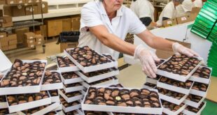 CONVOCATORIA PARA EMPACADOR DE DISTINTOS PRODUCTOS | POSTULA YA