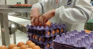 CONVOCATORIA PARA EMPACADOR DE HUEVOS | POSTULA YA